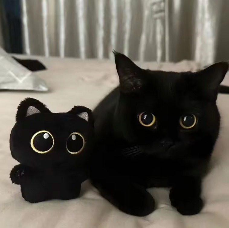 CUTE 10CM BLACK CAT PLUSH TOY